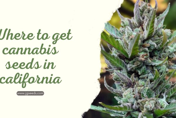 Where to get cannabis seeds in california