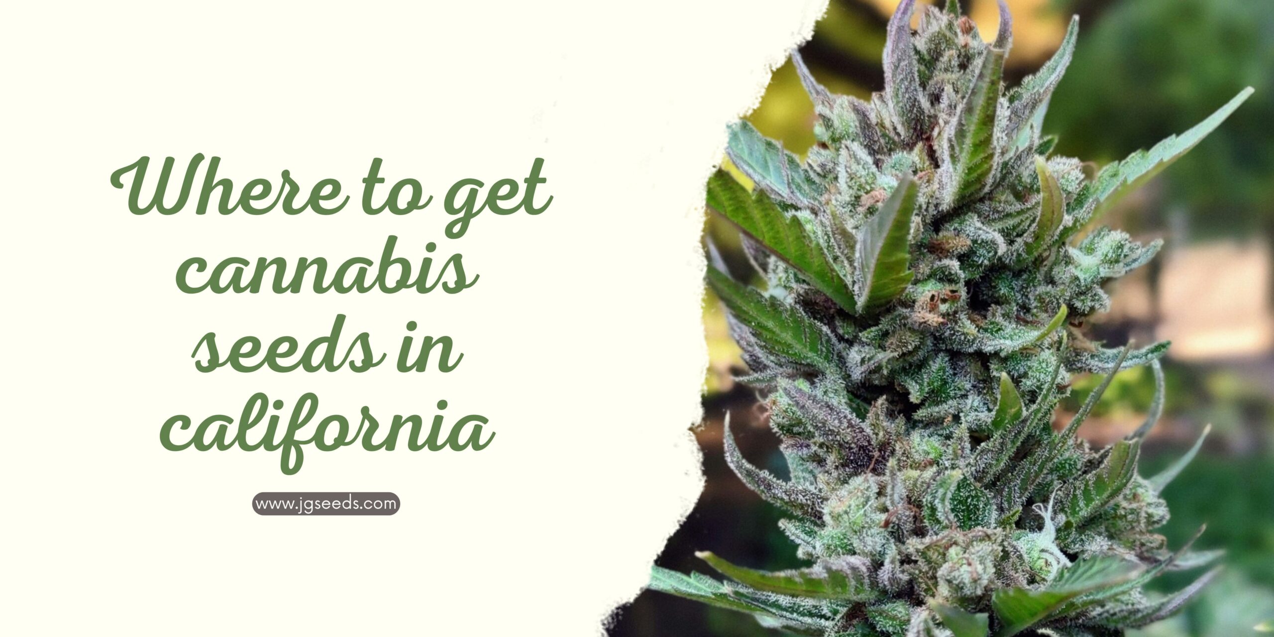 Where to get cannabis seeds in california