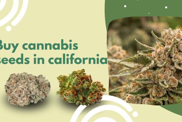 buy cannabis seeds in california