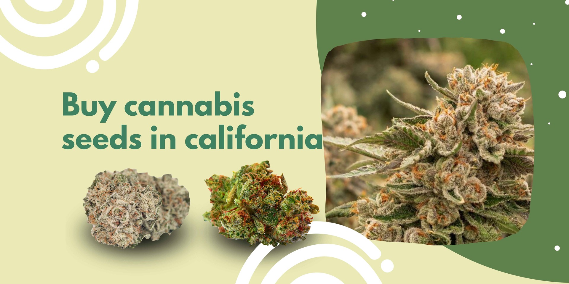 Buy cannabis seeds in california