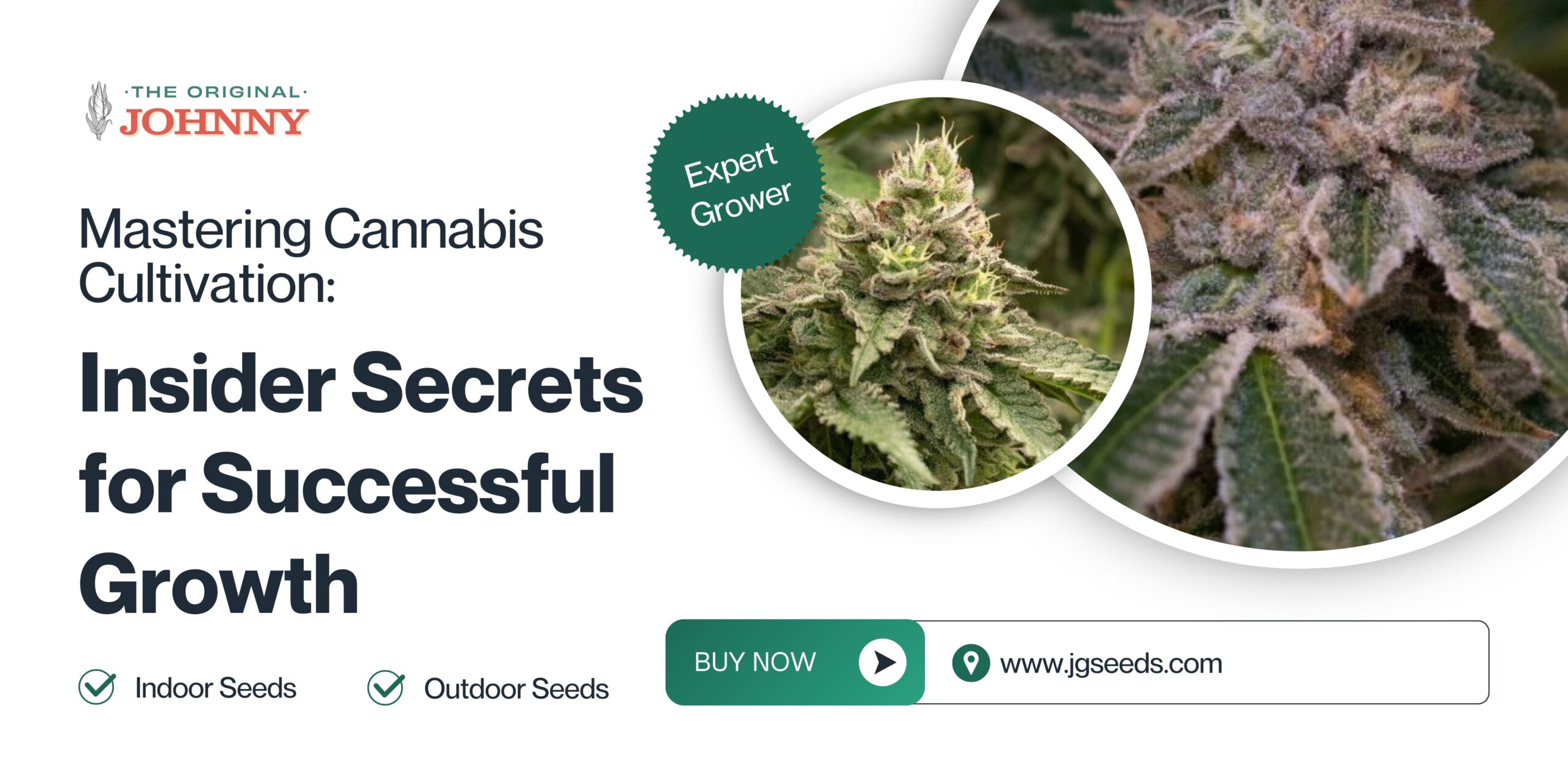 Mastering Cannabis Cultivation: Insider Secrets for Successful Growth