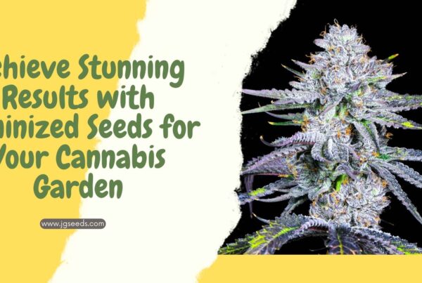 Achieve Stunning Results with Feminized Seeds for Your Cannabis Garden