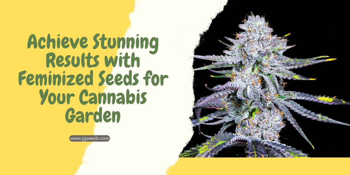 Achieve Stunning Results with Feminized Seeds for Your Cannabis Garden