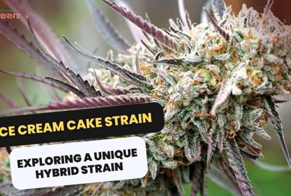 Ice Cream Cake Strain