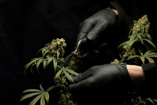 cannabis plant cutting