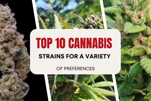 Top 10 Cannabis Strains for a Variety of Preferences