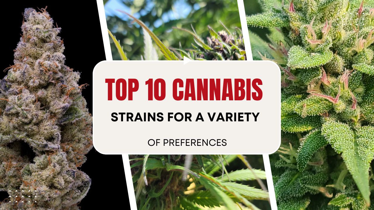 Top 10 Cannabis Strains for a Variety of Preferences