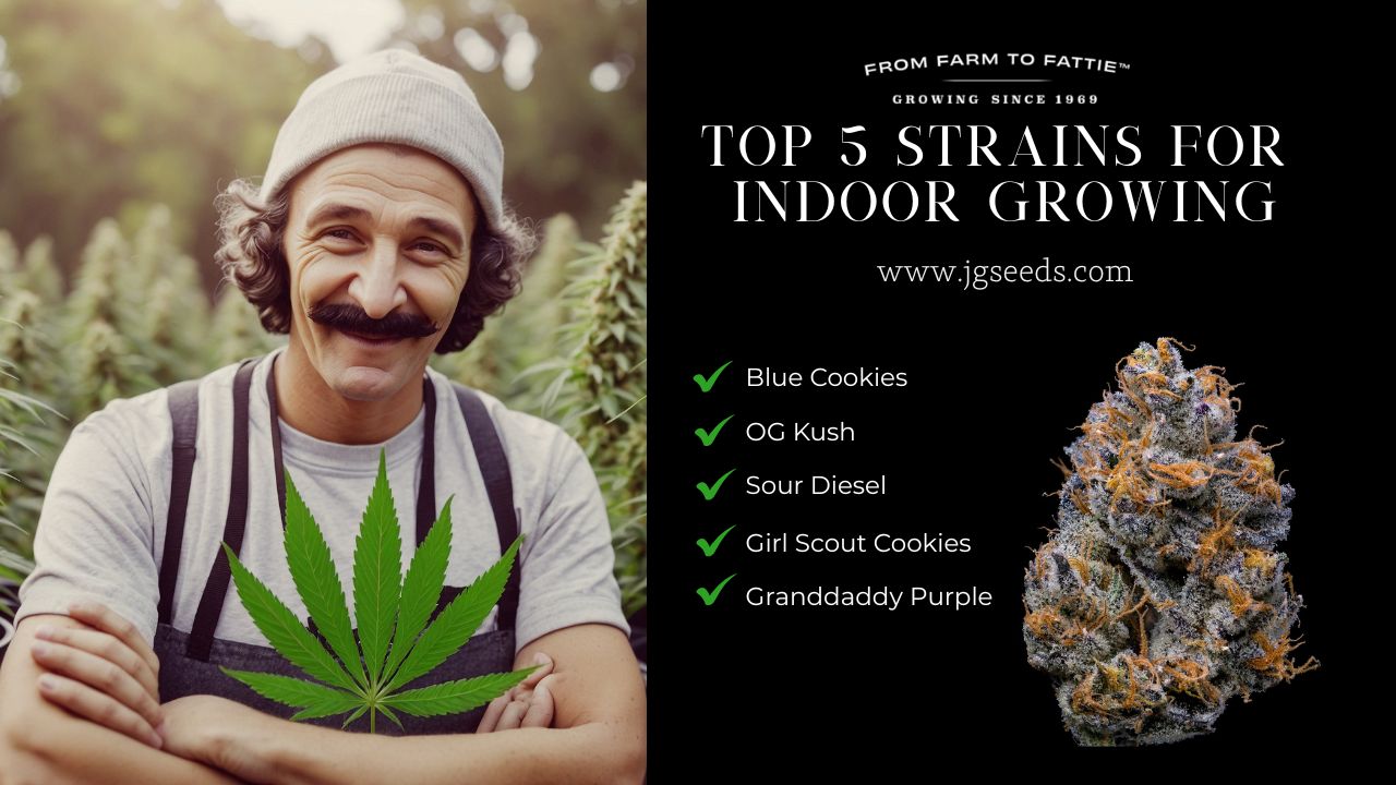 Top 5 Strains for Indoor Growing