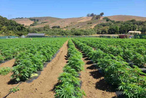 10 Best-Selling Cannabis Seed Strains in the U.S