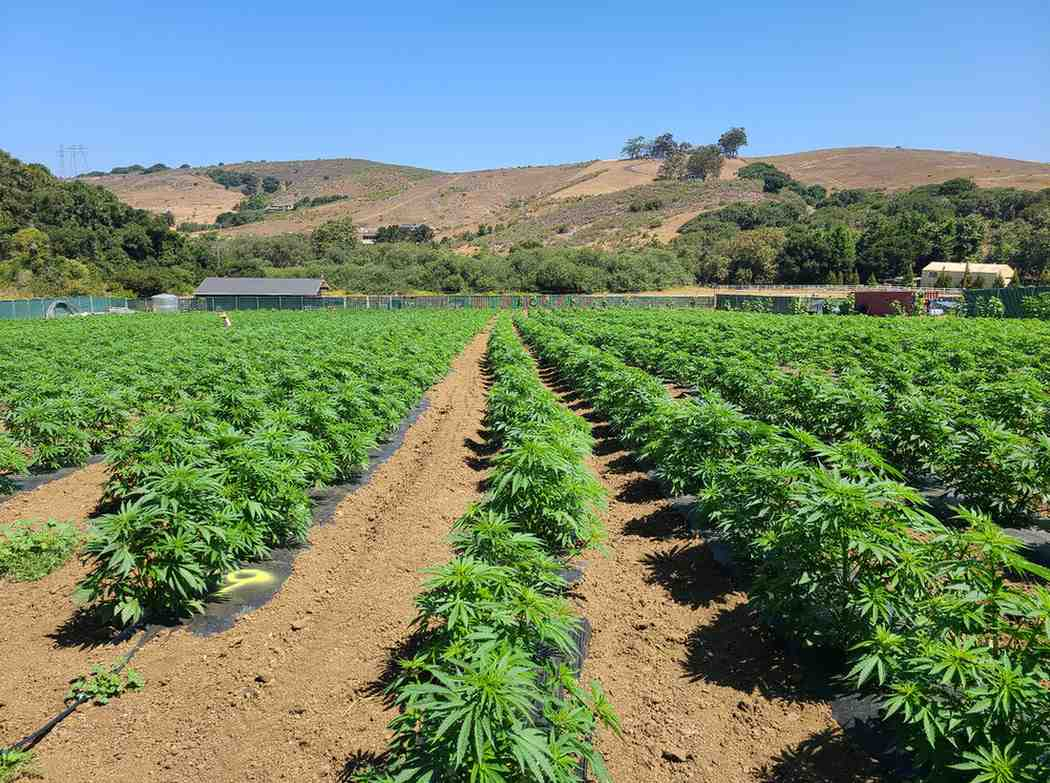 10 Best-Selling Cannabis Seed Strains in the U.S. (2025 Guide)