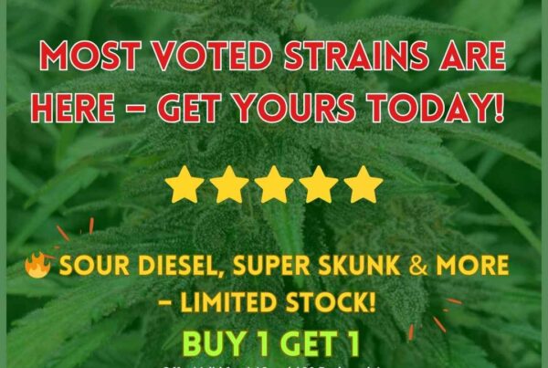 Maximizing Your Yield with Feminized Seeds