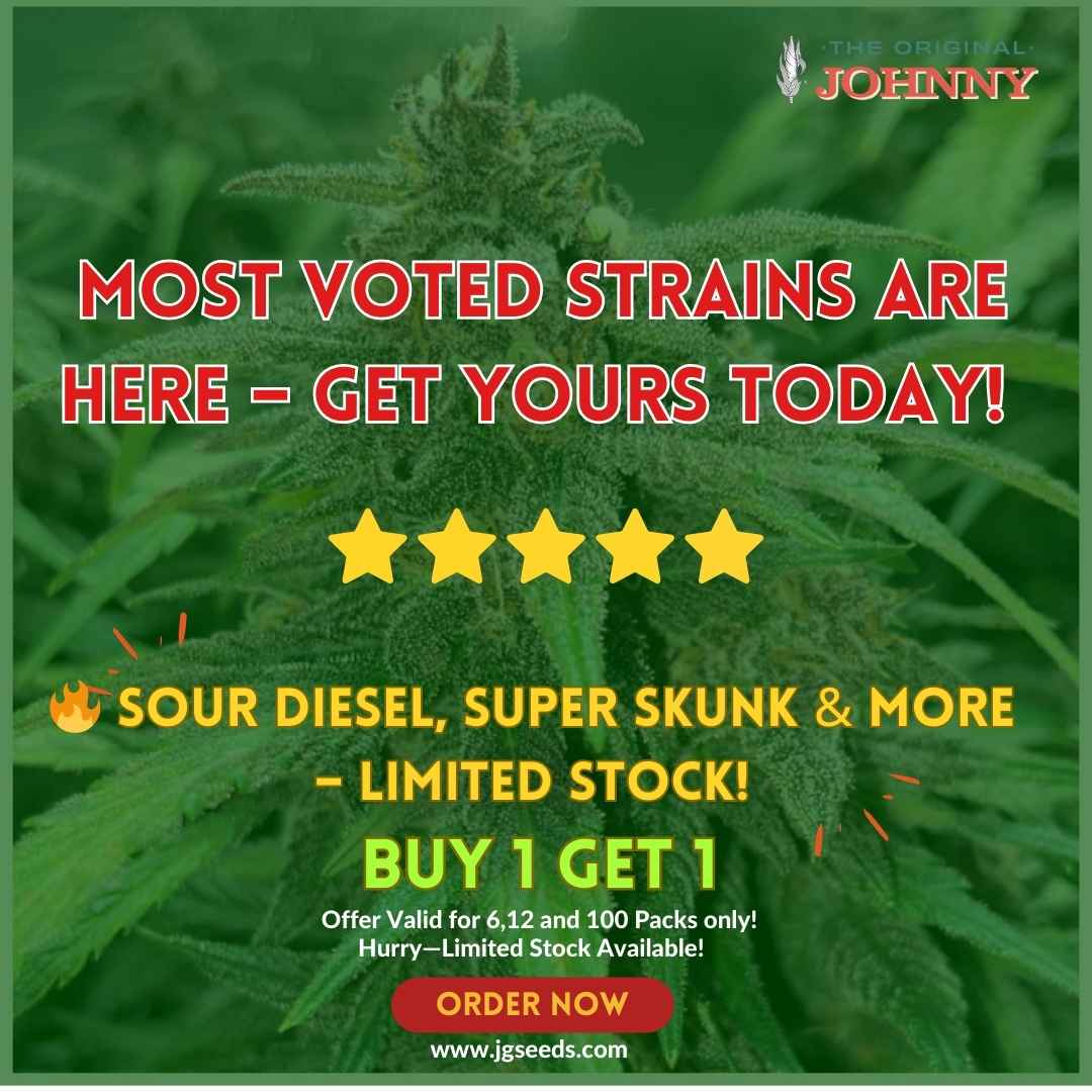 Maximizing Your Yield with Feminized Seeds