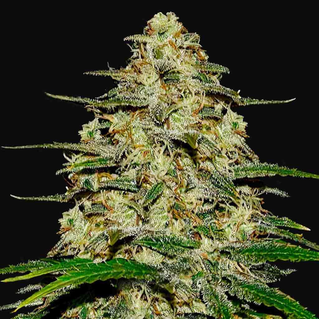 The Science Behind THCA: Benefits and Effects