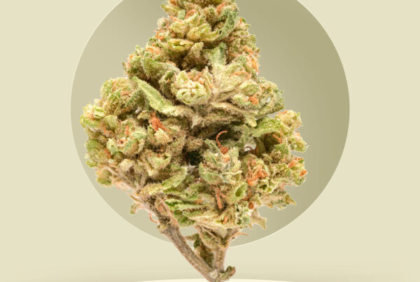 Exclusive Offers: Acapulco Gold Seeds Shipping Deals