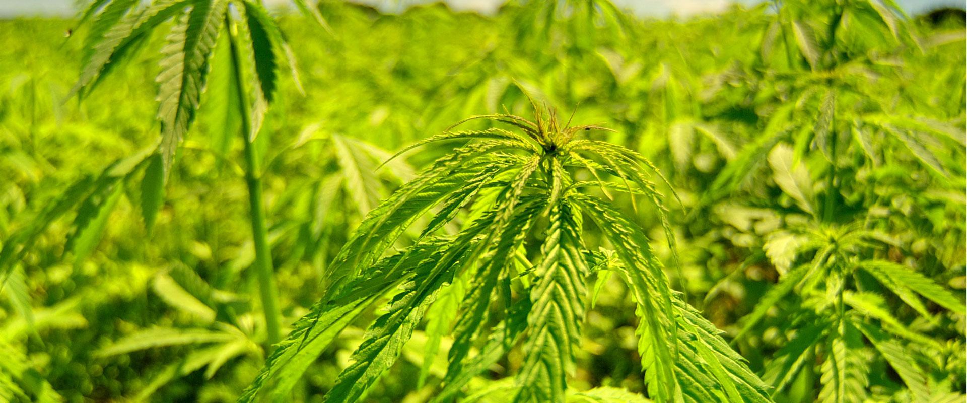 How to Germinate Cannabis Seeds: 3 Proven Methods for 100% Success Rate