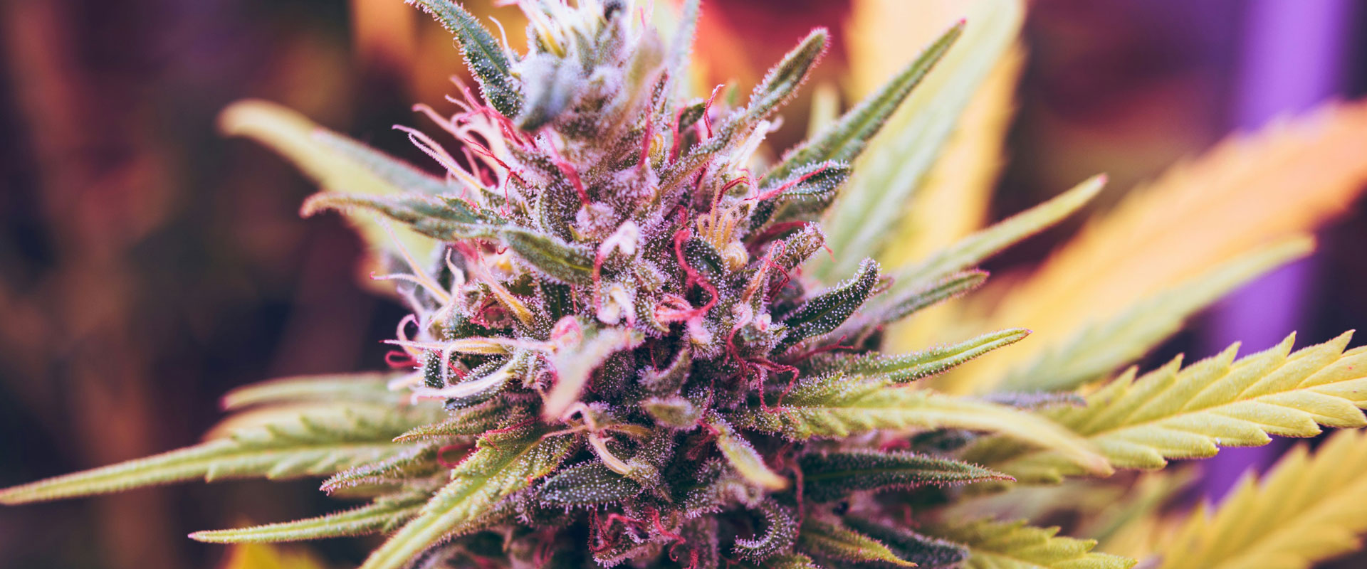 How to Grow Cannabis for Beginners: Complete Step-by-Step Guide 2025