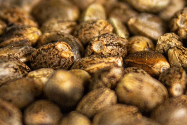 Autoflowering Cannabis Seeds