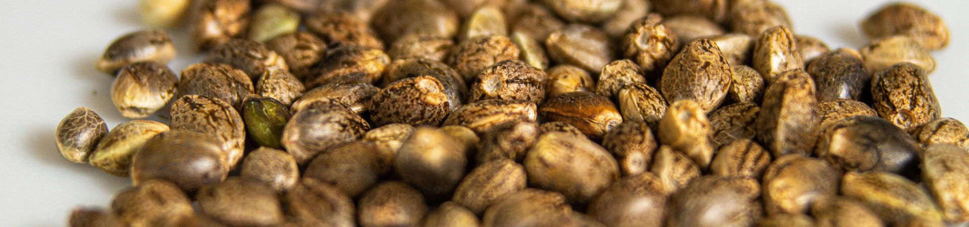 Autoflowering Cannabis Seeds: The Complete Beginner’s Guide to Fast, Easy Harvests