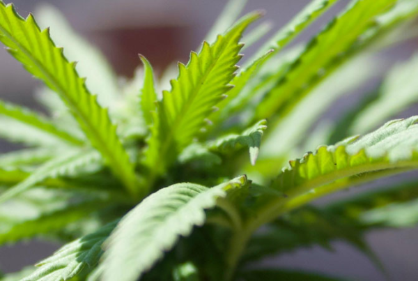 Best cannabis seeds for beginners