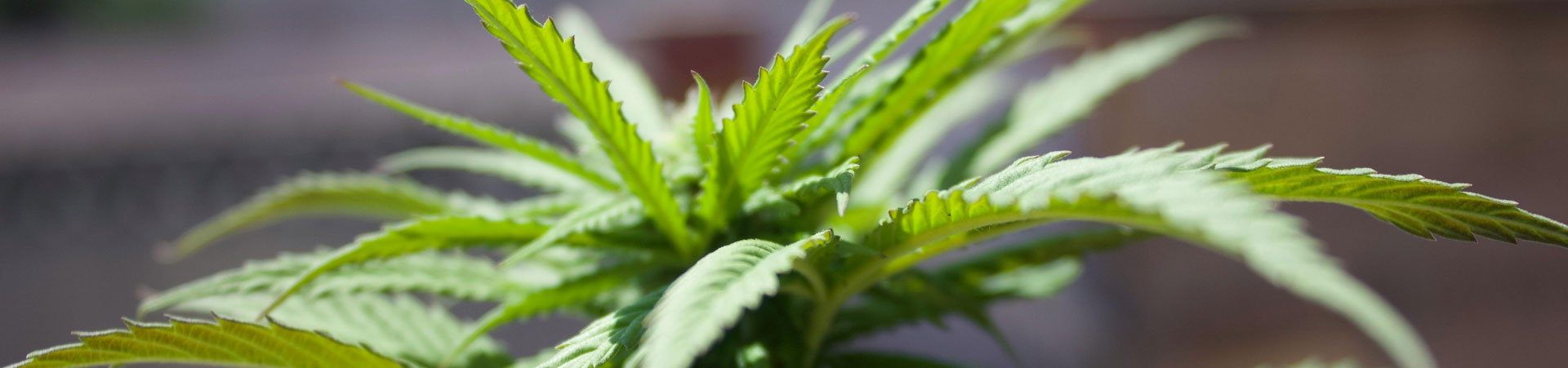 10 Best Cannabis Strains for Beginners in 2025: Easy-to-Grow Seeds for First-Time Growers