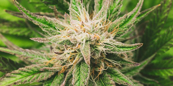 Cannabis seeds for sale