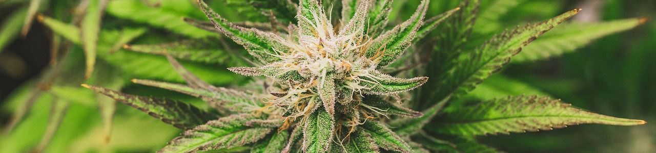 Indica vs Sativa vs Hybrid: Complete Guide to Choosing the Right Cannabis Seeds for Your Needs