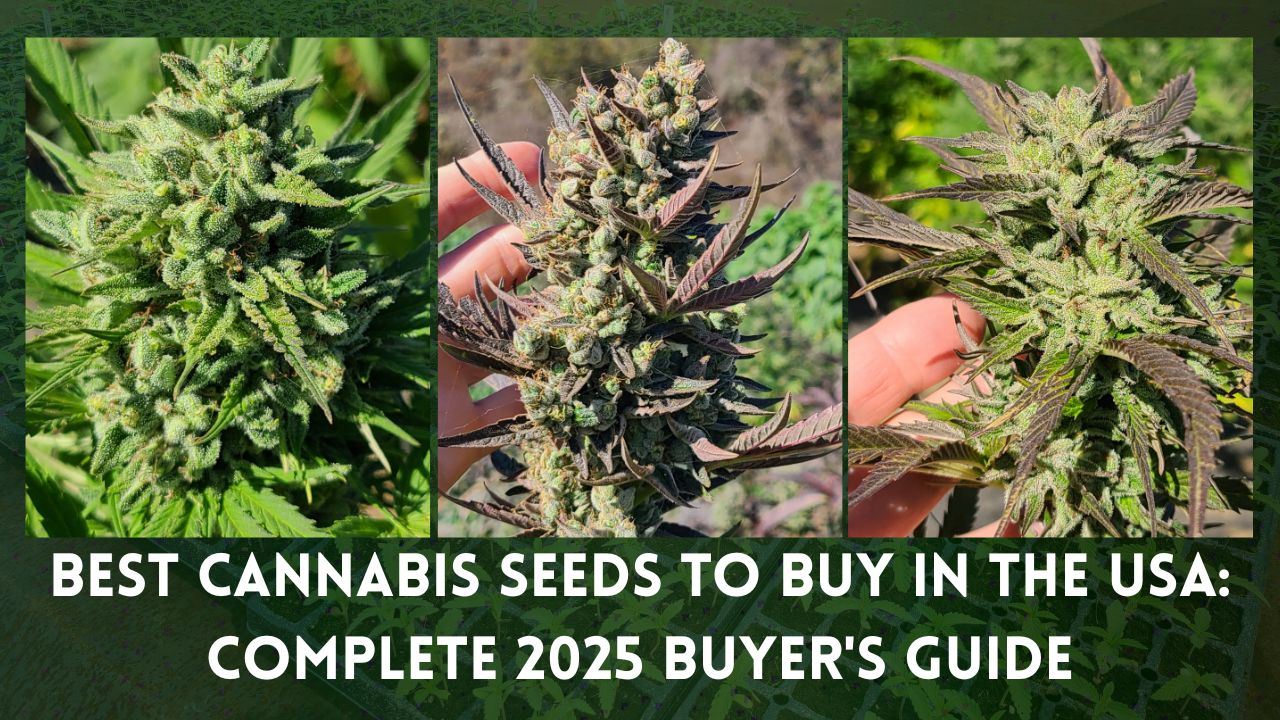 Best Cannabis Seeds to Buy in the USA: Complete 2025 Buyer’s Guide