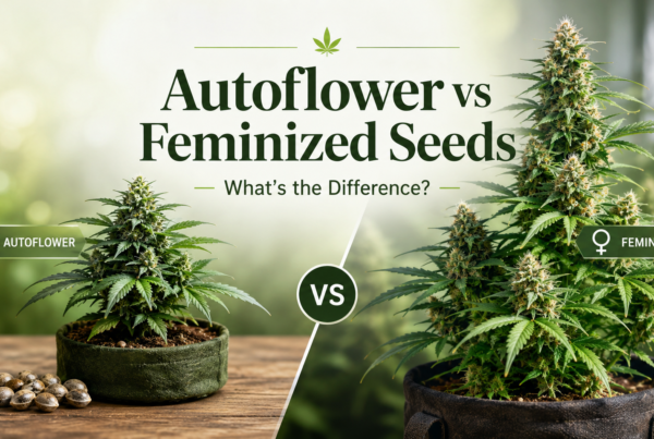Autoflower vs Feminized Seeds What’s the Difference