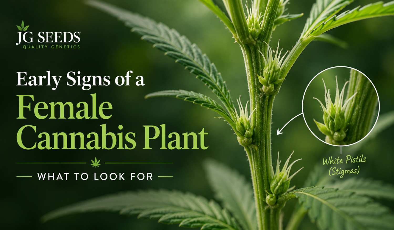 Early Signs of a Female Cannabis Plant: What to Look For
